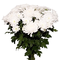 Ziedi: Baltas krizantēmas. Piegāde Rīgā un Latvijā